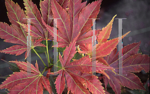 Picture of Acer palmatum (Matsumurae Group) 'Iijima sunago'