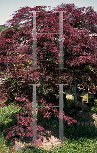 Picture of Acer palmatum (Dissectum Group) 'Inaba shidare'