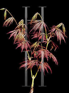 Picture of Acer palmatum (Dissectum Group) 'Irish Lace'