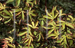 Picture of Acer palmatum 'Itami nishiki'