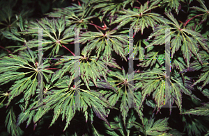 Picture of Acer japonicum 'Oregon Fern'