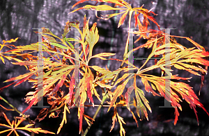 Picture of Acer japonicum 'Au juntan'