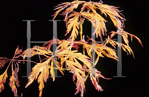 Picture of Acer japonicum 'Au juntan'