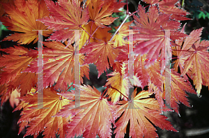 Picture of Acer japonicum 'Attarai'