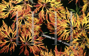 Picture of Acer japonicum 'Dissectum'