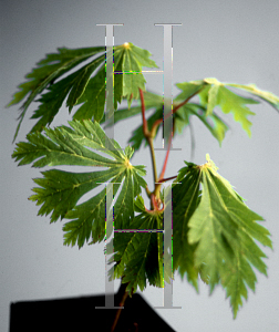 Picture of Acer japonicum 'Filiforme'