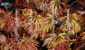 Picture of Acer japonicum 'Green Cascade'