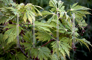 Picture of Acer japonicum 'Longwood'