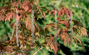 Picture of Acer japonicum 'Longwood'
