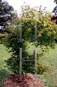 Picture of Acer japonicum 'Machi yoi'