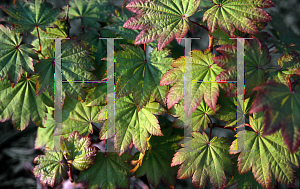 Picture of Acer japonicum 'Meigetsu'