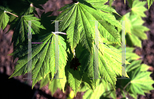 Picture of Acer japonicum 'O taki'