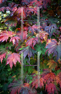 Picture of Acer japonicum 'O taki'