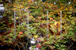 Picture of Acer japonicum 'Taki no gawa'