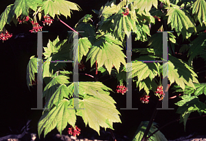 Picture of Acer japonicum 'Vitifolium'