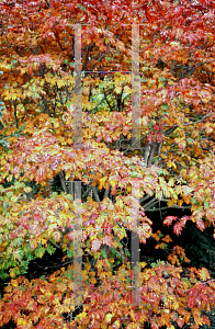 Picture of Acer japonicum 'Filicifolium'