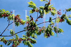Picture of Acer japonicum 'Filicifolium'