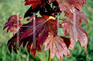 Picture of Acer japonicum 'Meigetsu'