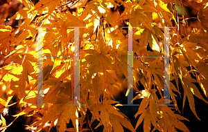 Picture of Acer palmatum 'Japanese Sunrise'