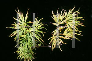 Picture of Acer palmatum (Dissectum Group) 'JB 50'