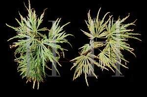 Picture of Acer palmatum (Dissectum Group) 'JB 50'