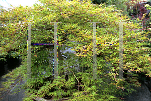 Picture of Acer palmatum (Dissectum Group) 'JB K'