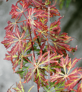 Picture of Acer palmatum (Dissectum Group) 'Jeddeloh Orange'