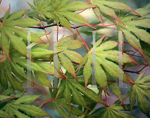 Picture of Acer palmatum (Matsumurae Group) 'Julia D'