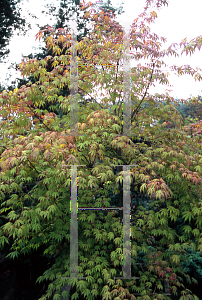 Picture of Acer palmatum (Matsumurae Group) 'Julia D'
