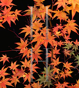 Picture of Acer palmatum 'Kagero'