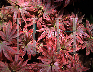 Picture of Acer palmatum 'Kandy Kitchen'