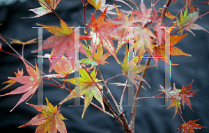 Picture of Acer palmatum 'Karasu gawa'