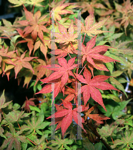 Picture of Acer palmatum (Matsumurae Group) 'Kasagi yama'