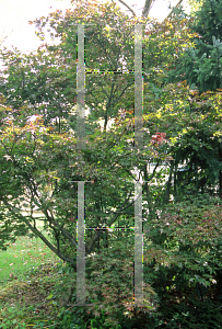 Picture of Acer palmatum (Matsumurae Group) 'Kasagi yama'