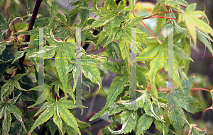 Picture of Acer palmatum 'Kasen nishiki'