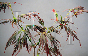 Picture of Acer shirasawanum 'Kawaii'