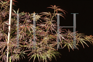 Picture of Acer palmatum (Dissectum Group) 'Kim'