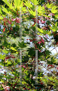 Picture of Acer palmatum (Matsumurae Group) 'Kinran'
