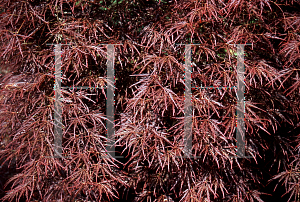 Picture of Acer palmatum (Dissectum Group) 'Kiri nishiki'