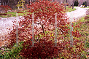 Picture of Acer palmatum (Dissectum Group) 'Kiri nishiki'