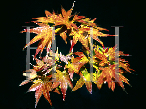 Picture of Acer palmatum 'Kiyo sumi'