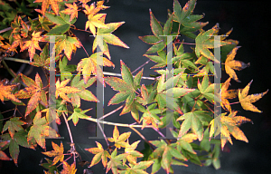 Picture of Acer palmatum 'Kiyohime'