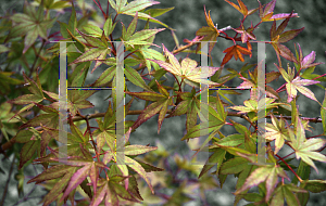 Picture of Acer palmatum 'Kogane nishiki'