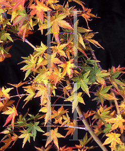 Picture of Acer palmatum 'Kogane nishiki'