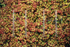 Picture of Acer palmatum 'Komachi hime'