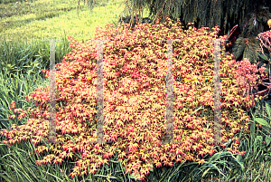 Picture of Acer palmatum 'Komachi hime'