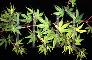 Picture of Acer palmatum 'Korean Gem (Koreanum)'