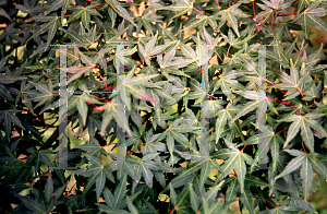 Picture of Acer palmatum 'Koshimino'
