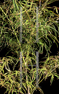 Picture of Acer palmatum(Linearilobum Group) 'Koto ito komachi'
