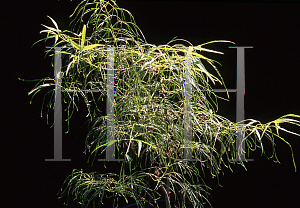 Picture of Acer palmatum(Linearilobum Group) 'Koto ito komachi'